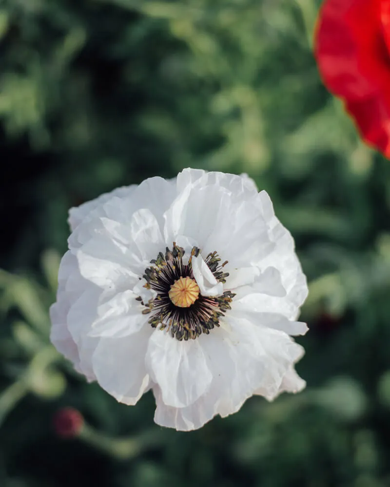 Shirley Poppy Mother of Pearl Seeds