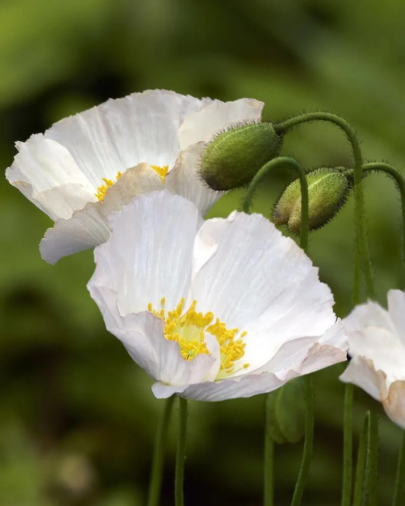 White Moon Seed Bundle